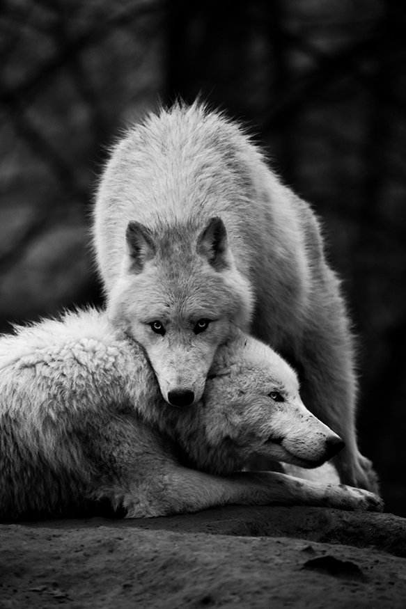 Mateřská láska | Vlk Arktický