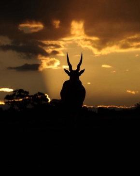 Fotograf roku v přírodě 2019 - Poslední eland