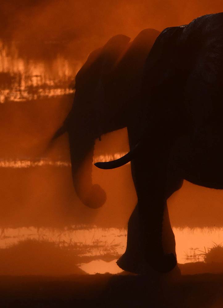 Sloni v ohni