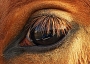 Dana Klimešová -krása koňského pohledu