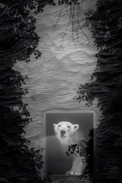 Lední medvěd