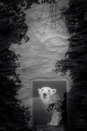 Černobílé snění - Lední medvěd