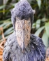 Petr  Jansa -Angry bird