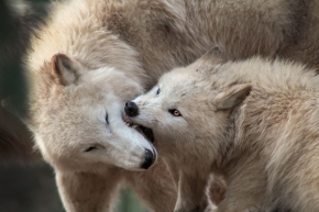 Němý pohled - Vlk arktický