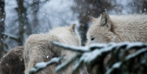 Němý pohled - Vlk Arktický