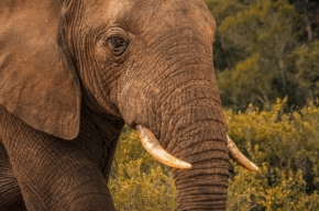Němý pohled - Slon africký