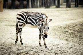 Filip Waldmann - Zebra - nejfotogeničtější zvíře