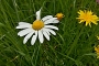Dana Klimešová -krása lučního květu