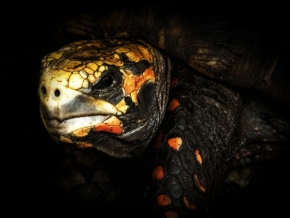 Němý pohled - Naštvaná želva