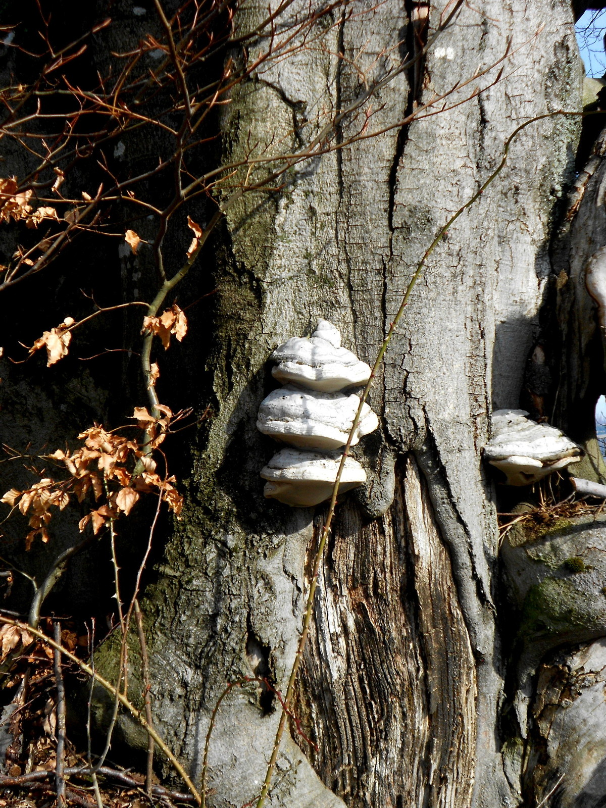 houby na stromě