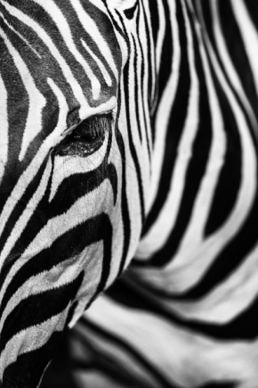 Němý pohled - Zebra