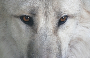 Němý pohled - Vlk