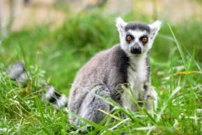 Němý pohled - Lemur kata