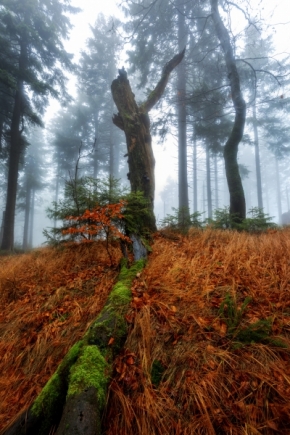 Nedotčená příroda - Lesní směrovka