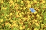 Květa Novotná -Žluté moře