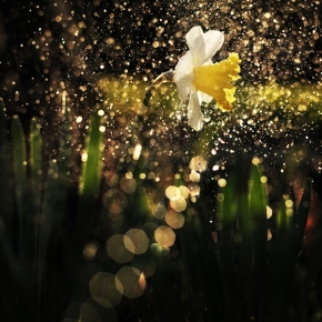 Luční kvítí - Narcis