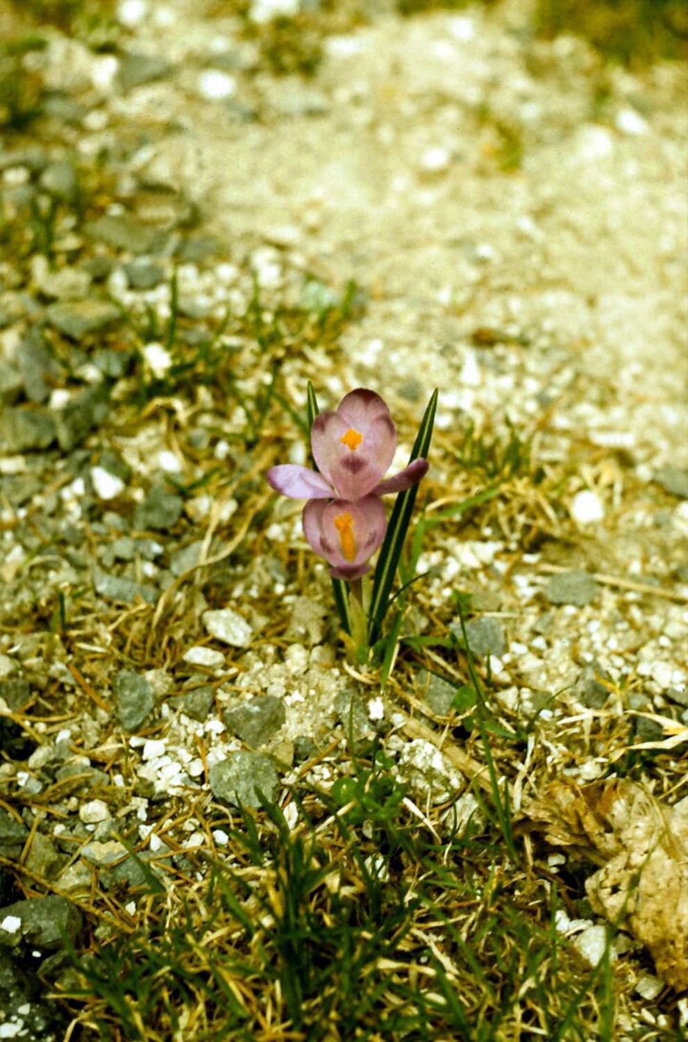 Tatranská květena 1