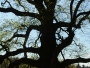Dana Klimešová -života strom