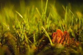 Nedotčená příroda - Slyšet trávu růst