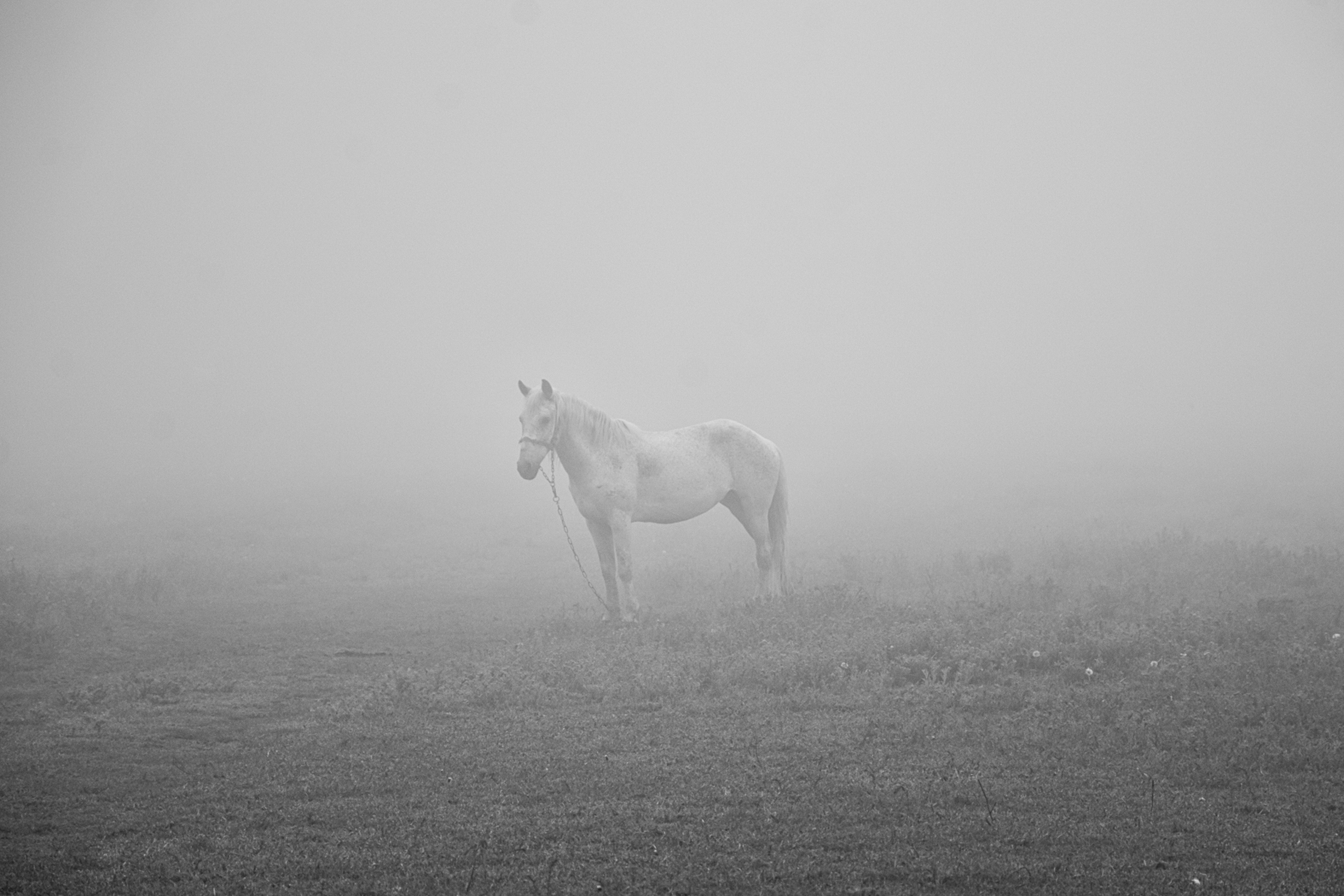 horse in fog