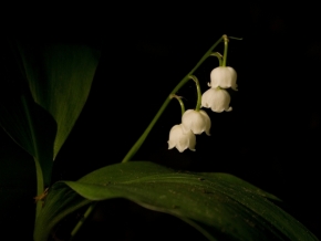 Luční kvítí - Biele kvety