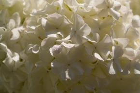 Luční kvítí - Biele kvety 2
