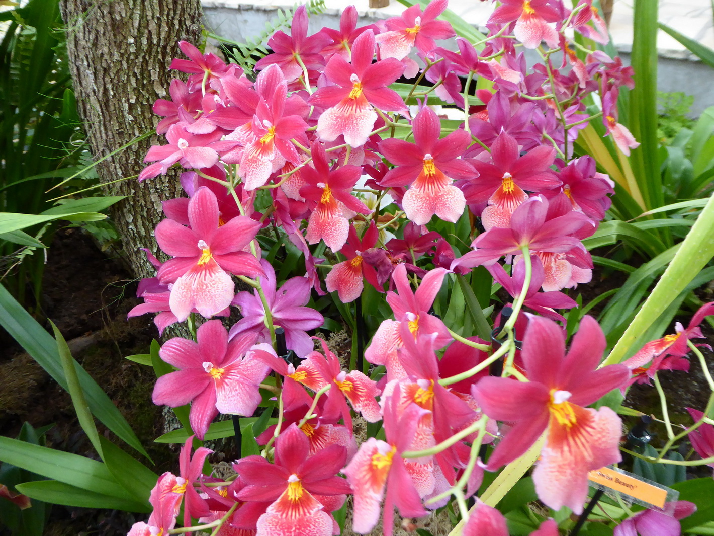 1.Lúčne kvety tropické v skleníkoch Botanickej záhrady UPJŠ v Košiciach