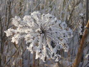 Naďa Boušová - Zimní květ