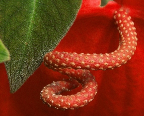 Jitka Stryková - Had v květině :-)