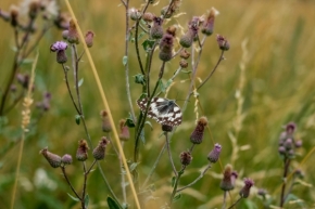 Fotograf roku v přírodě 2019 - Motýl v bodláčí