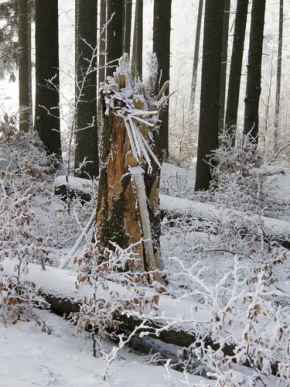 A zima je krásná - Zlomený strom