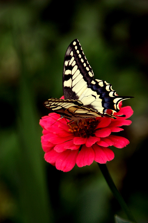 Papilio 