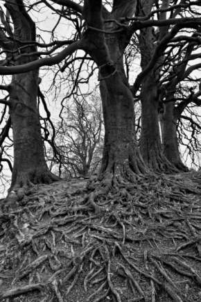 Nedotčená příroda - Kořeny se koření