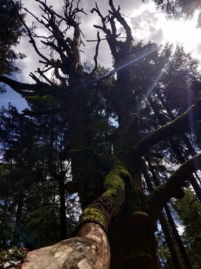 Nedotčená příroda - Starý strom