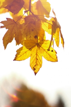 Kateřina Kuropatová - Podzimně zbarvené listy