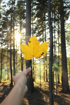 Kateřina Kuropatová - Žlutý list v lese