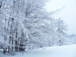 A zima je krásná - Stromy pod tíhou sněhu