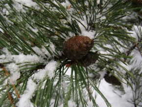 Příroda v detailu - Liberecká zima