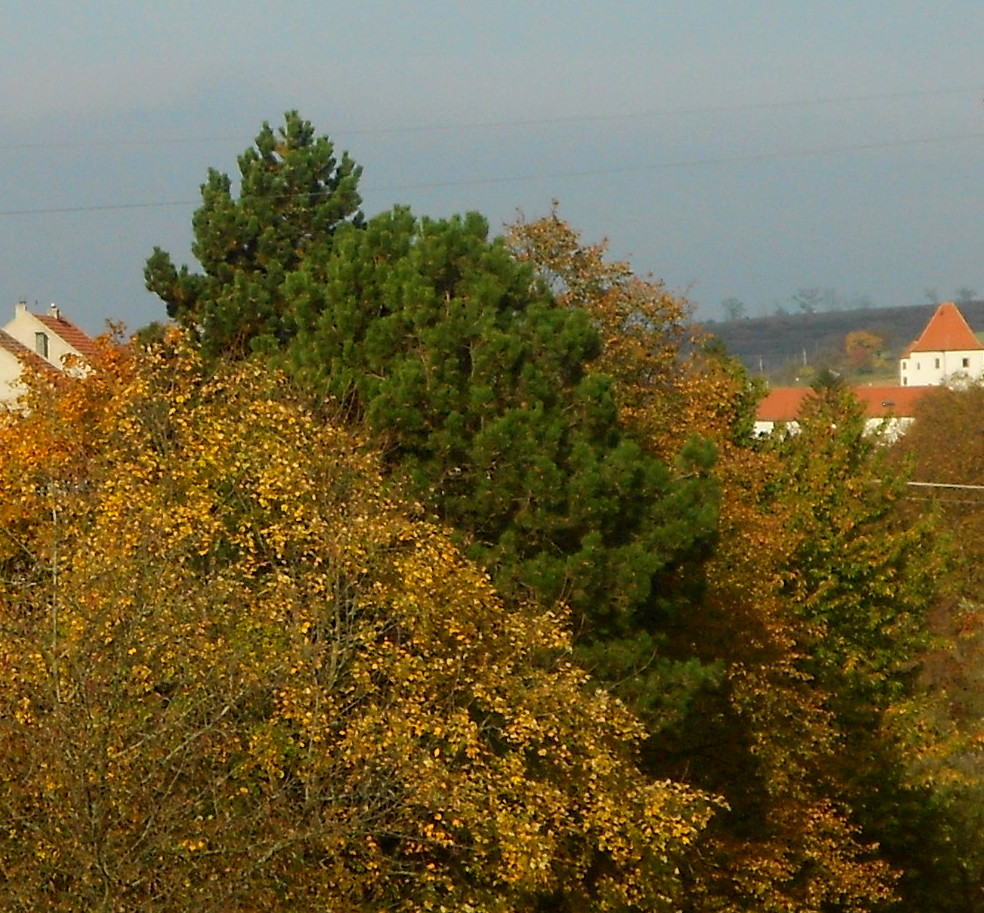 podzimní stromy