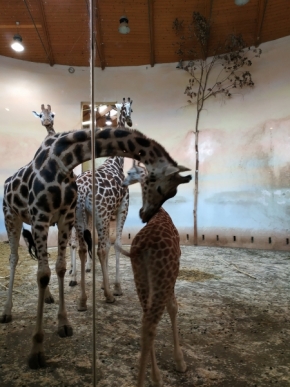 Děti a zvířata - žirafíí