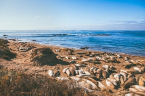 Fotograf roku v přírodě 2020 - Siesta na pláži