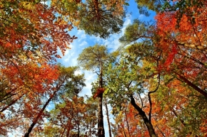 List, listy a listí - Podzimní paleta