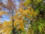 Barbora Černohorská -Barvy podzimu  