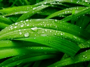 Odstíny zelené - Po dešti