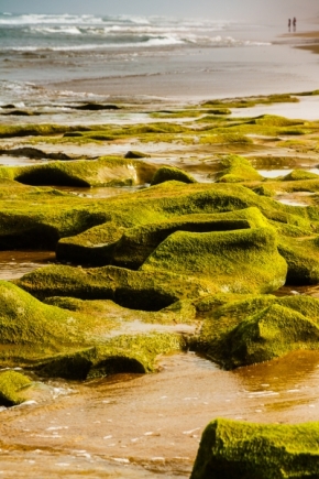 Odstíny zelené - Na pobreží...