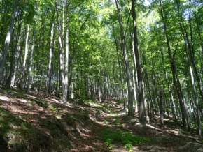 Odstíny zelené - V bukovém lese