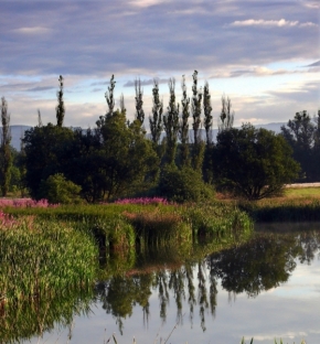 Odstíny zelené - Borský rybník