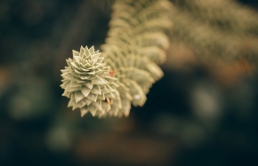 Odstíny zelené - Neznámá rostlina