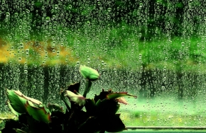 Odstíny zelené - dážď