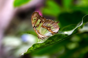 Odstíny zelené - Motýľ